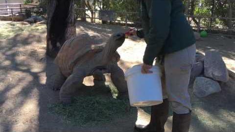 Herbie the Aldabra tortoise chows down